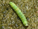 Oblique-banded Leafroller Moth Larva