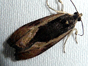 Dark Olethreutes Moth