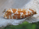 European Pine Shoot Moth