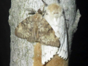 More Gypsy Moths