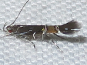 Cosmopterix pulchrimella
