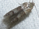 Blastobasis species