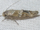Mompha stellella
