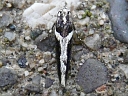 Twirler Moth