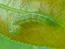 More Unidentified Moth Larva
