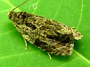 Unidentified Moths