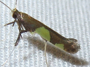 More Caloptilia bimaculatella Moths