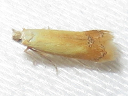 Coptotriche citrinipennella