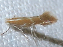 Goldenrod Leaf Miner