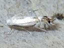 Phyllocnistis species