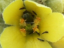 Thrips