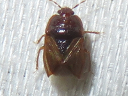 Amnestus Burrowing Bug