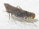 Scaphytopius acutus