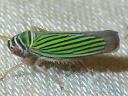 Tylozygus bifidus