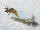 Aguriahana stellulata