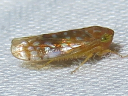 Bandara species