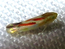 Erythridula species