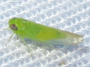 Empoasca species