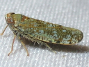 Japanese Leafhopper