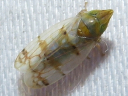 Japananus hyalinus