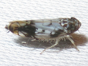 Scaphoideus obtusus
