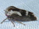 Ophiderma species