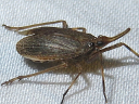 Scolops species