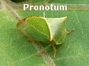 Buffalo Treehopper