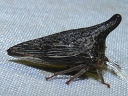 Thelia bimaculata