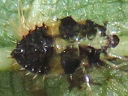 More Corythucha Lace Bugs