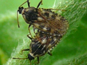 More Dictyla echii Lace Bugs