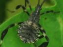 Acanthocephala terminalis