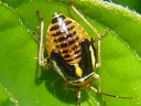 Four-lined nymph