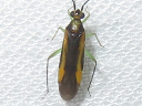Orthotylus submarginatus