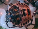 Brochymena nymph