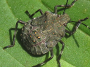 Brown Marmorated nymph