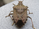 Brown Marmorated Stink Bug