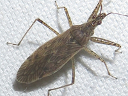 Nabis roseipennis