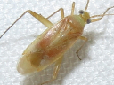 Miridae species