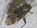 Phytocoris species