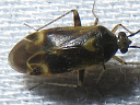 Plagiognathus species