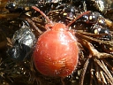More Trichopepla Stinkbugs