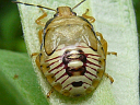 Podisus nymph