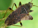 Ligyrocoris diffusus