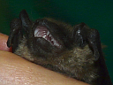 More Big Brown Bats