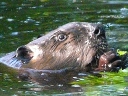 More American Beavers