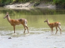 Mammals