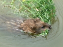 Mammals