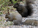 More Eastern Gray Squirrels