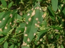 Lamb's-quarters